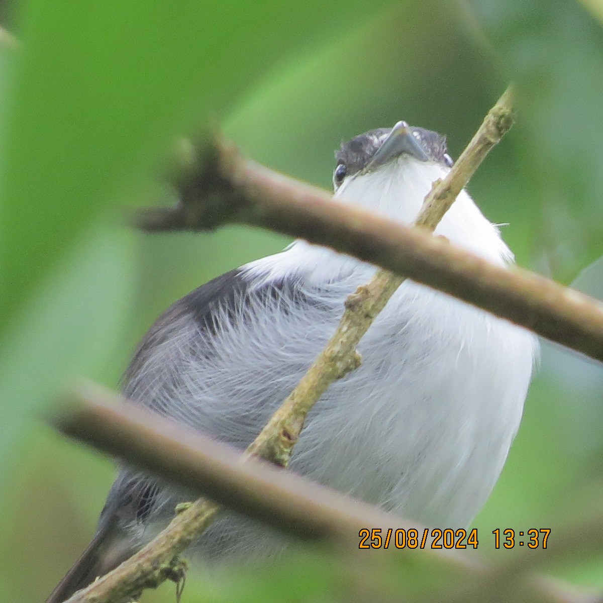 White-bearded Manakin - ML623398596