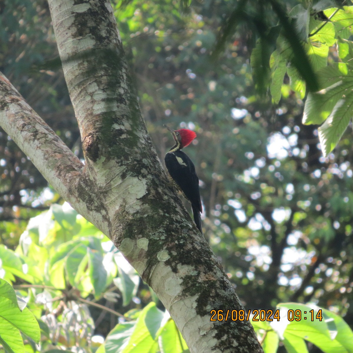 Lineated Woodpecker - ML623398639