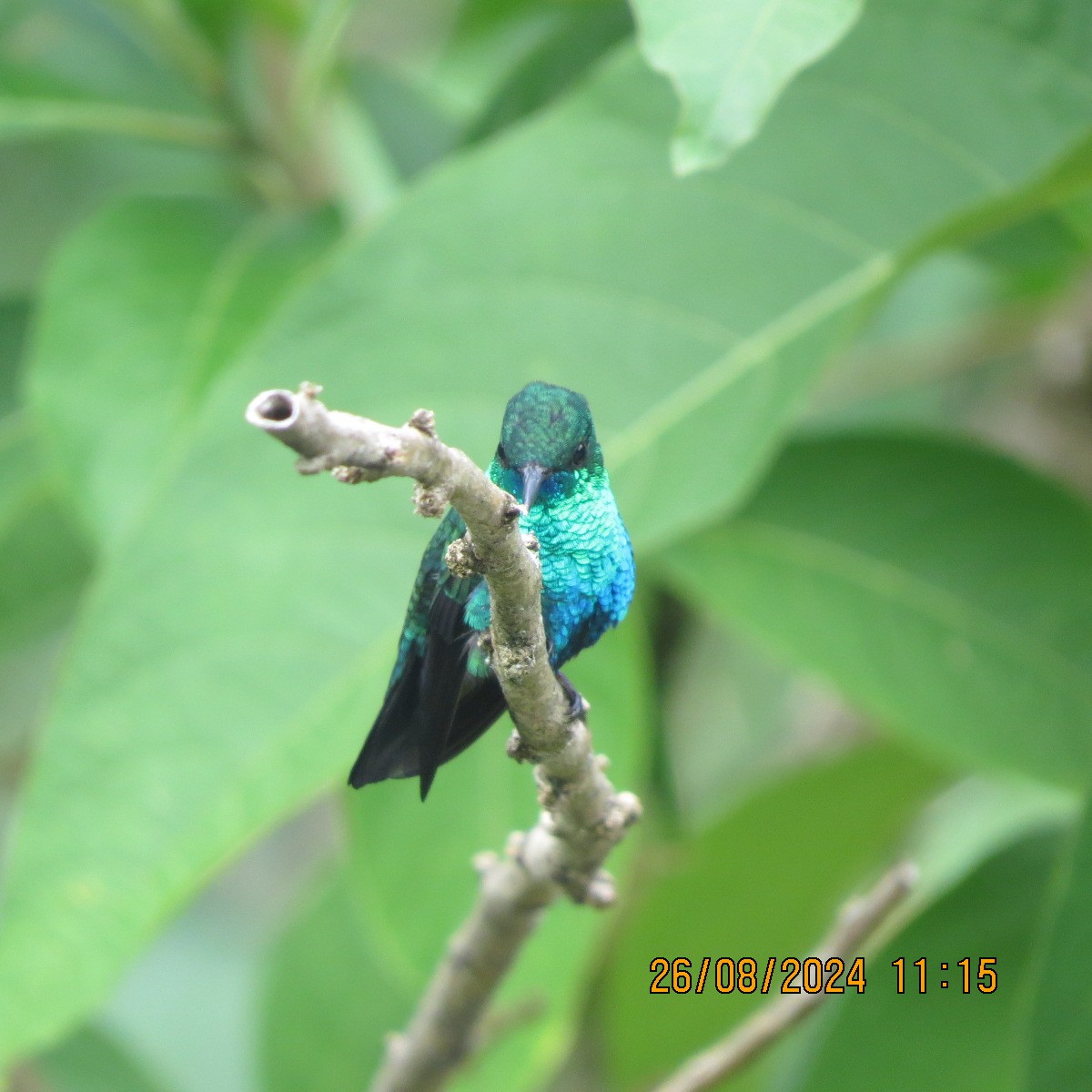 Blue-chinned Sapphire - ML623398681