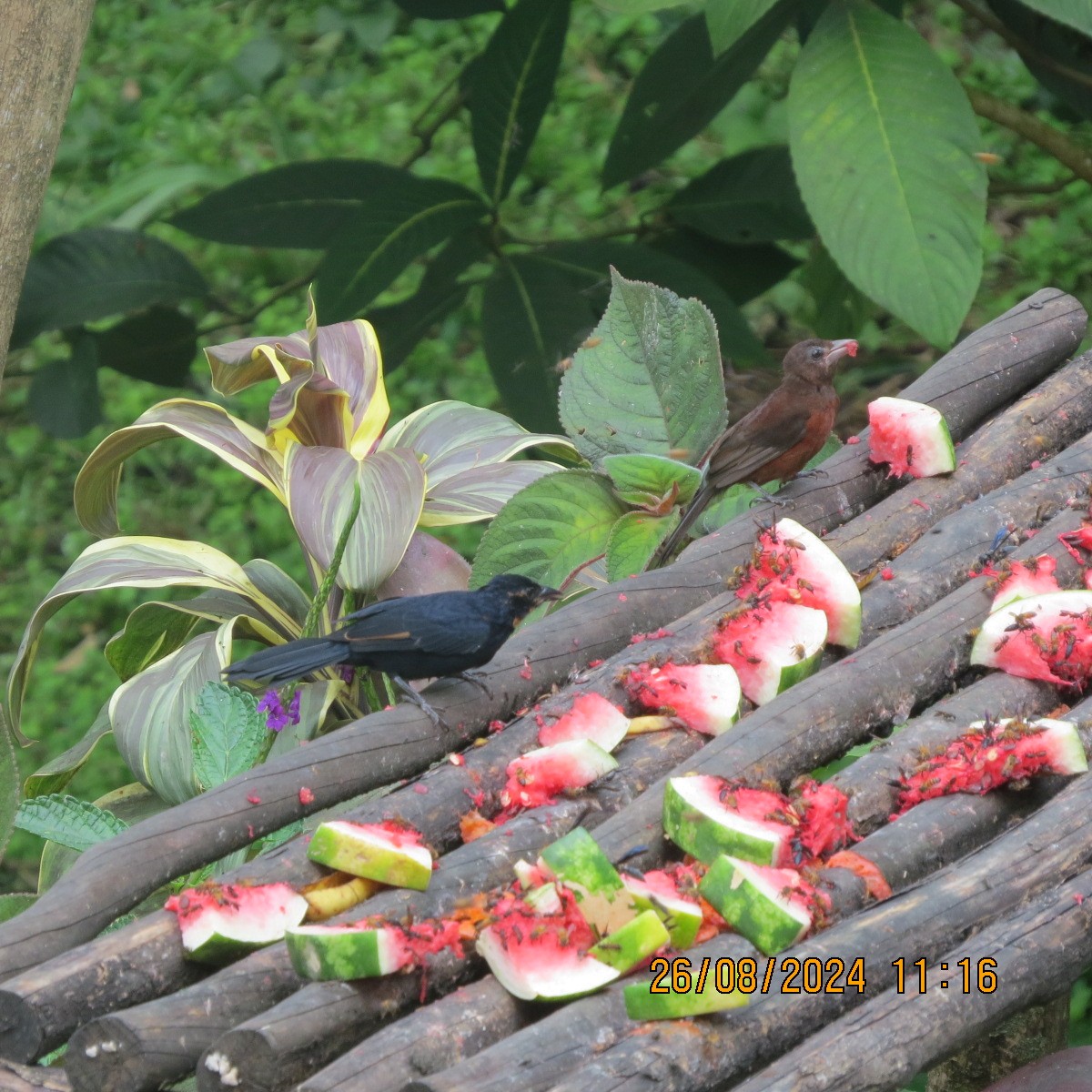 White-lined Tanager - ML623398686