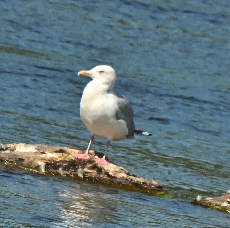 Herring Gull (American) - ML623398786