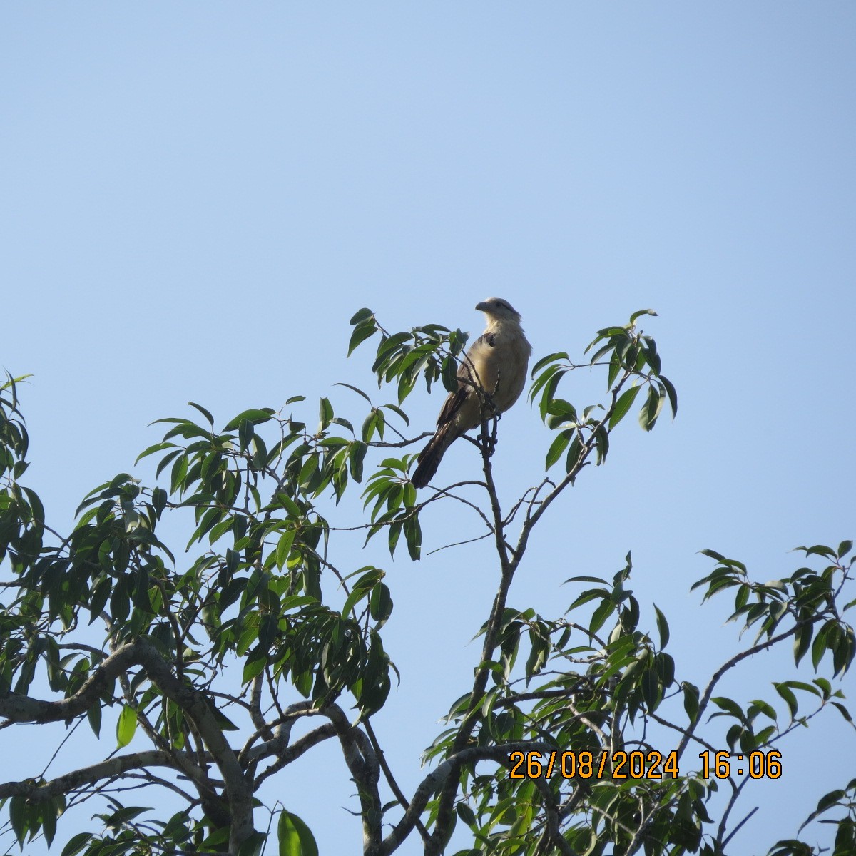 Caracara à tête jaune - ML623398788