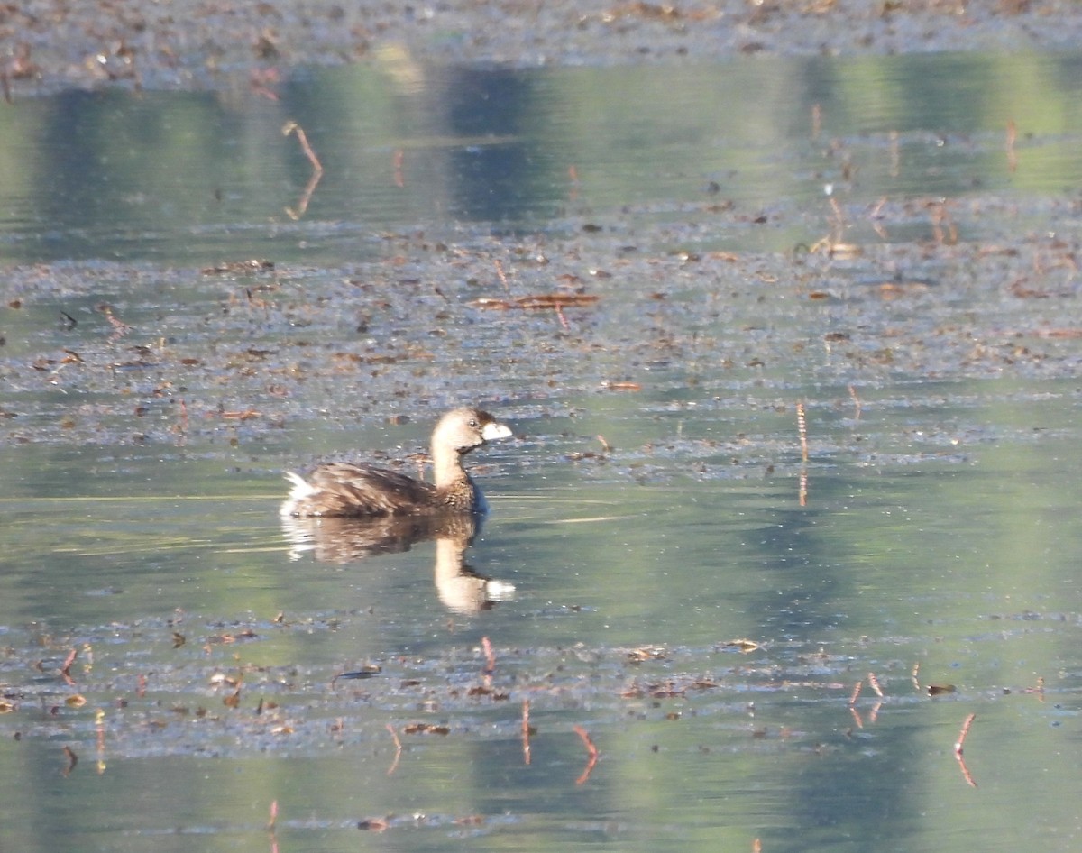 Pied-billed Grebe - ML623398792