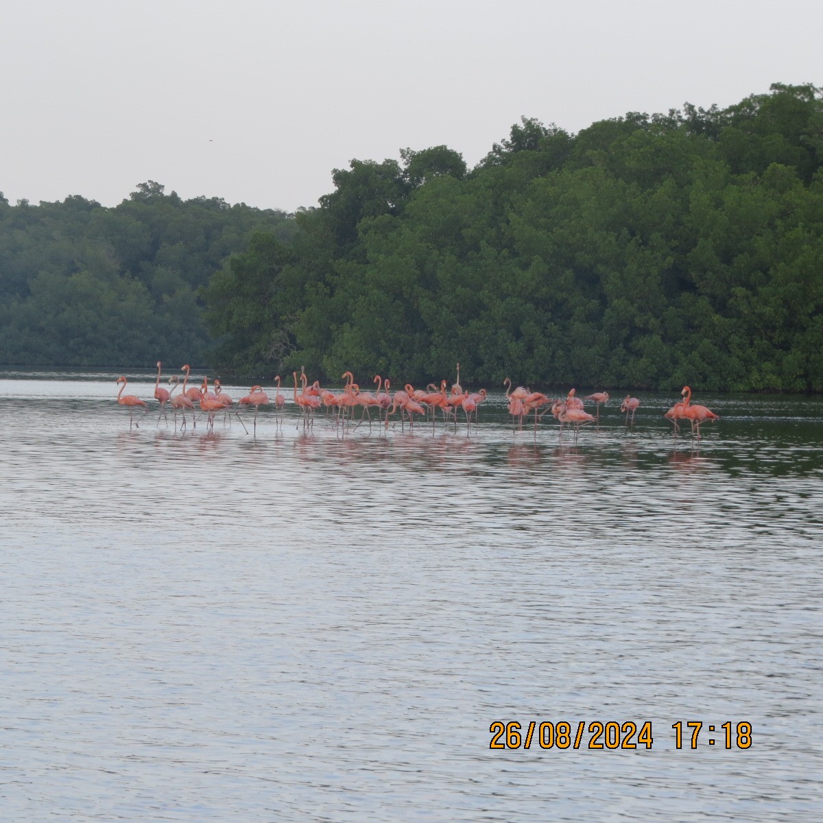 Flamant des Caraïbes - ML623398805