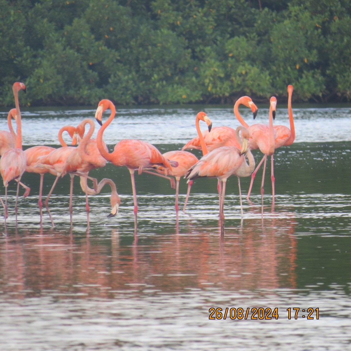 Flamant des Caraïbes - ML623398808