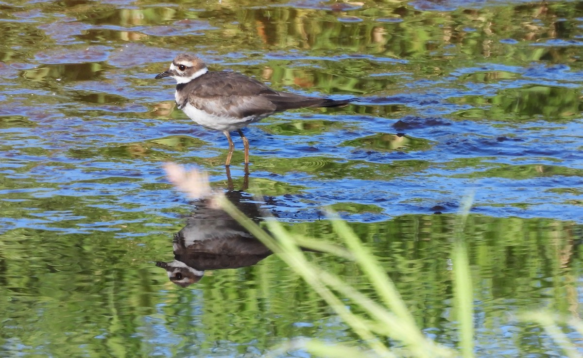 Killdeer - ML623398809