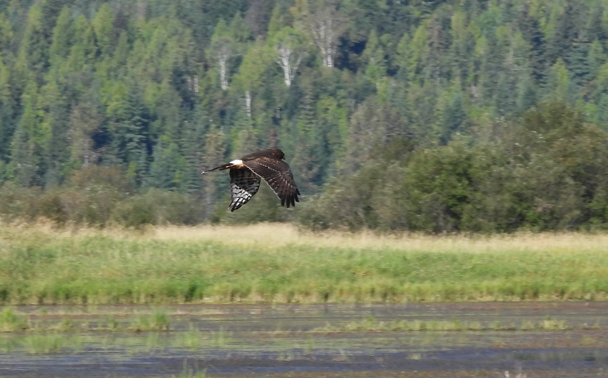 Northern Harrier - ML623398816