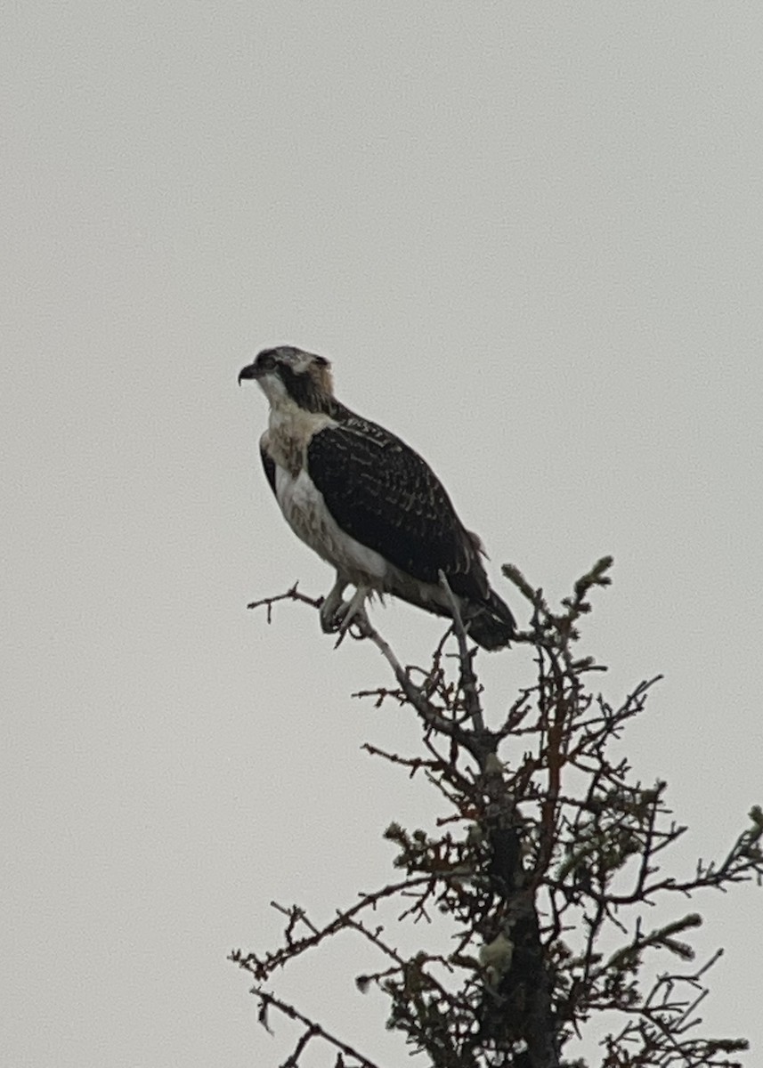 Águila Pescadora - ML623398823