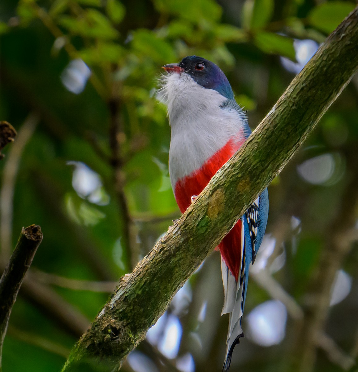 Cuban Trogon - ML623398916