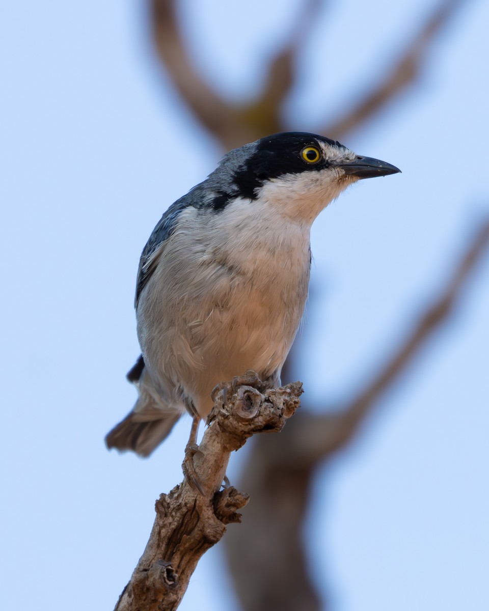 Hooded Tanager - ML623398921