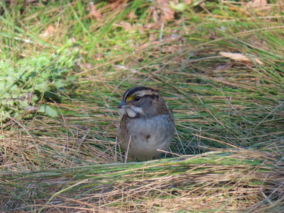 White-throated Sparrow - ML623398991