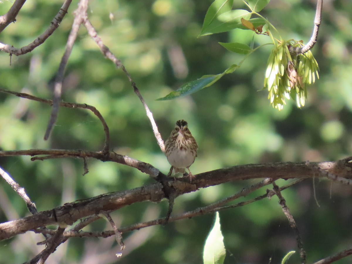 Savannah Sparrow - Ken Orich