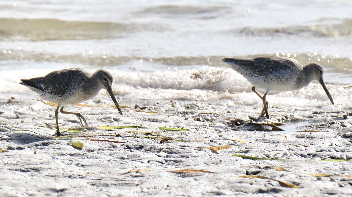 Short-billed Dowitcher - ML623399030