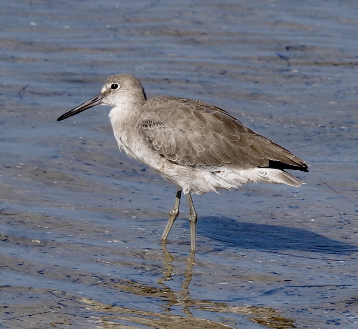 Willet - ML623399035