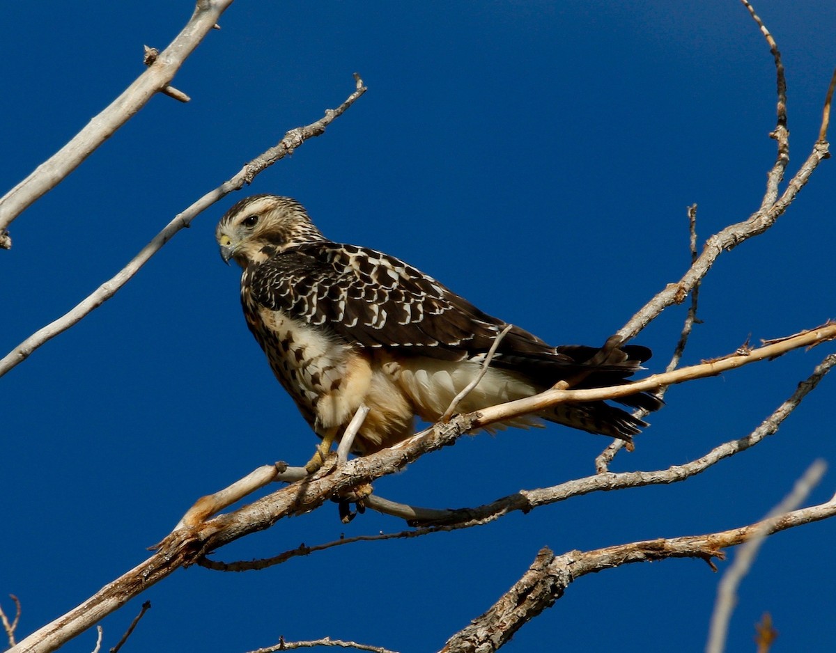 Swainson's Hawk - ML623399045