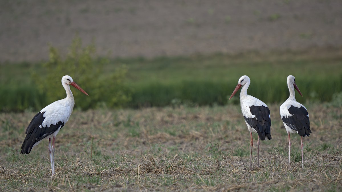 White Stork - ML623399047