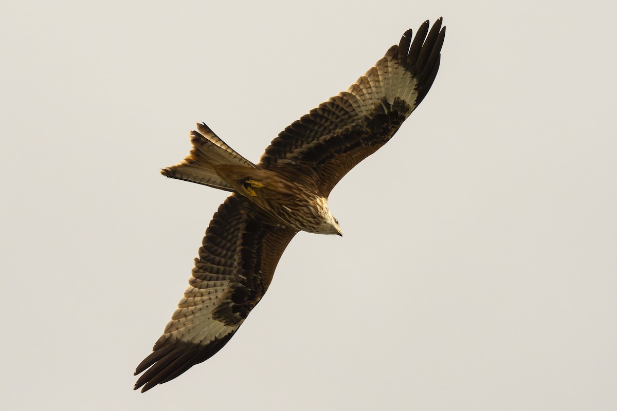 Red Kite - ML623399049