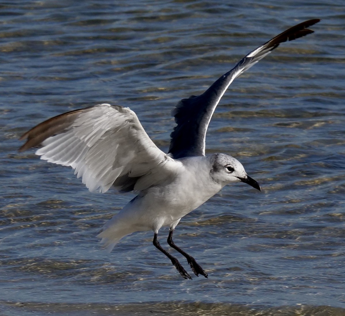 Laughing Gull - ML623399055