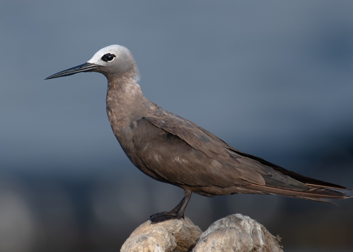 Lesser Noddy - ML623399060