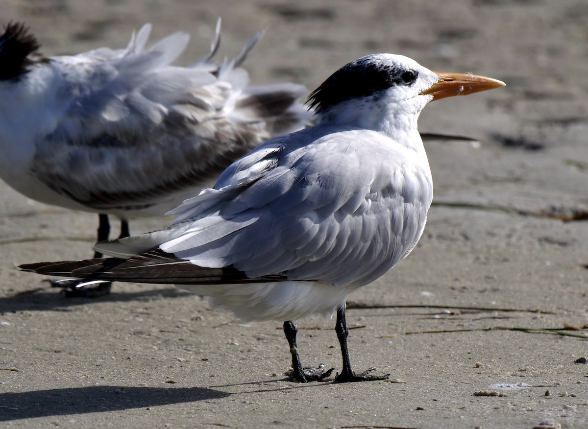 Royal Tern - ML623399067