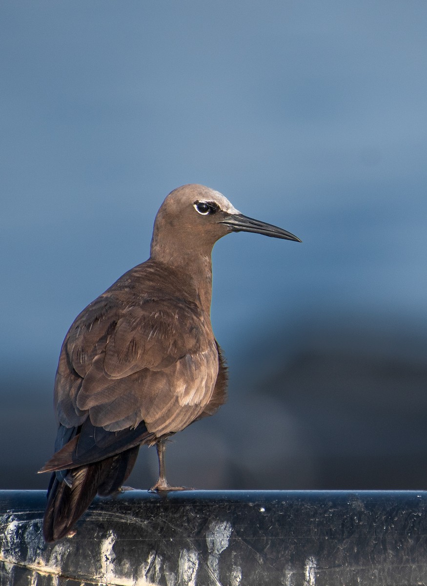 Brown Noddy - ML623399079