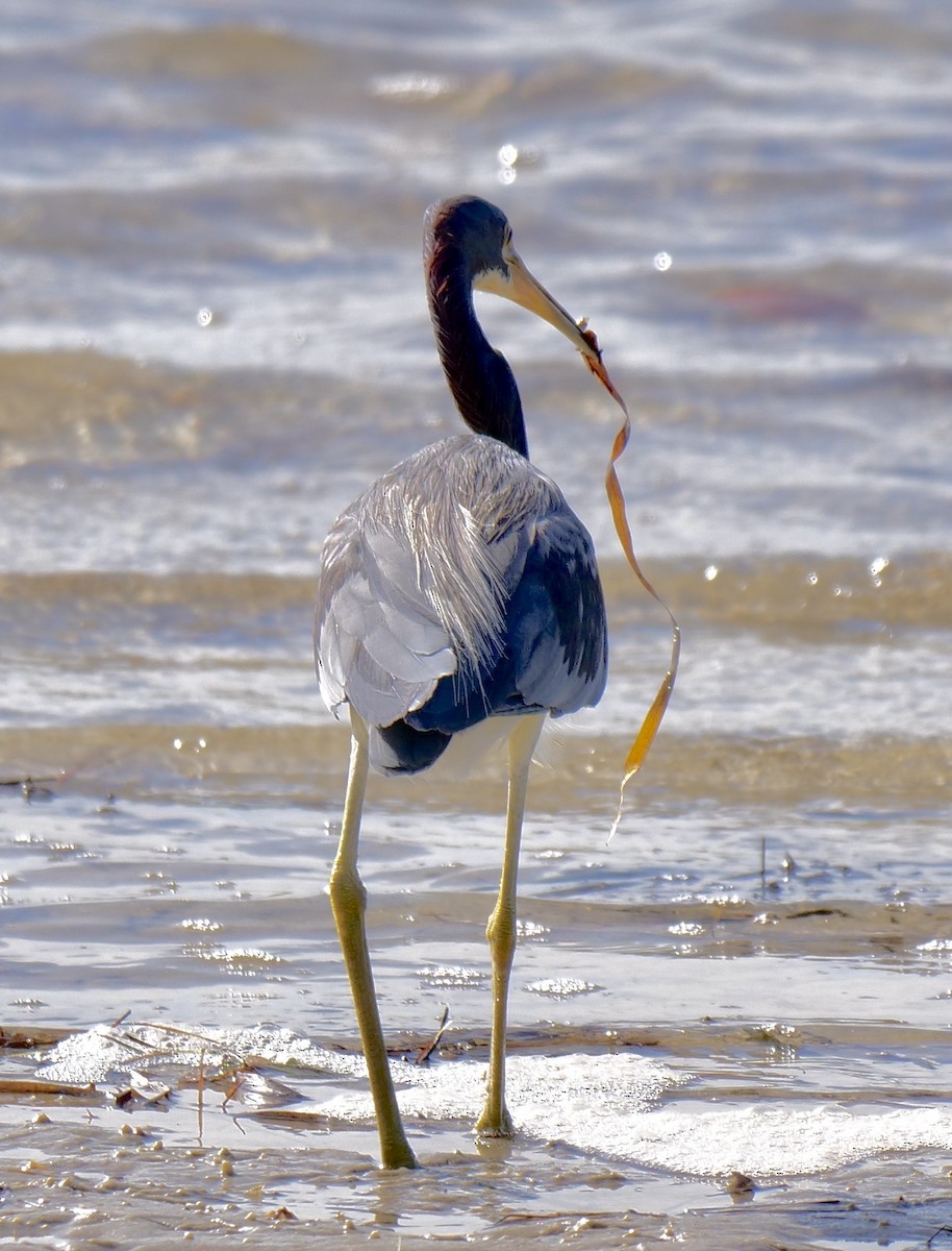 Tricolored Heron - ML623399094