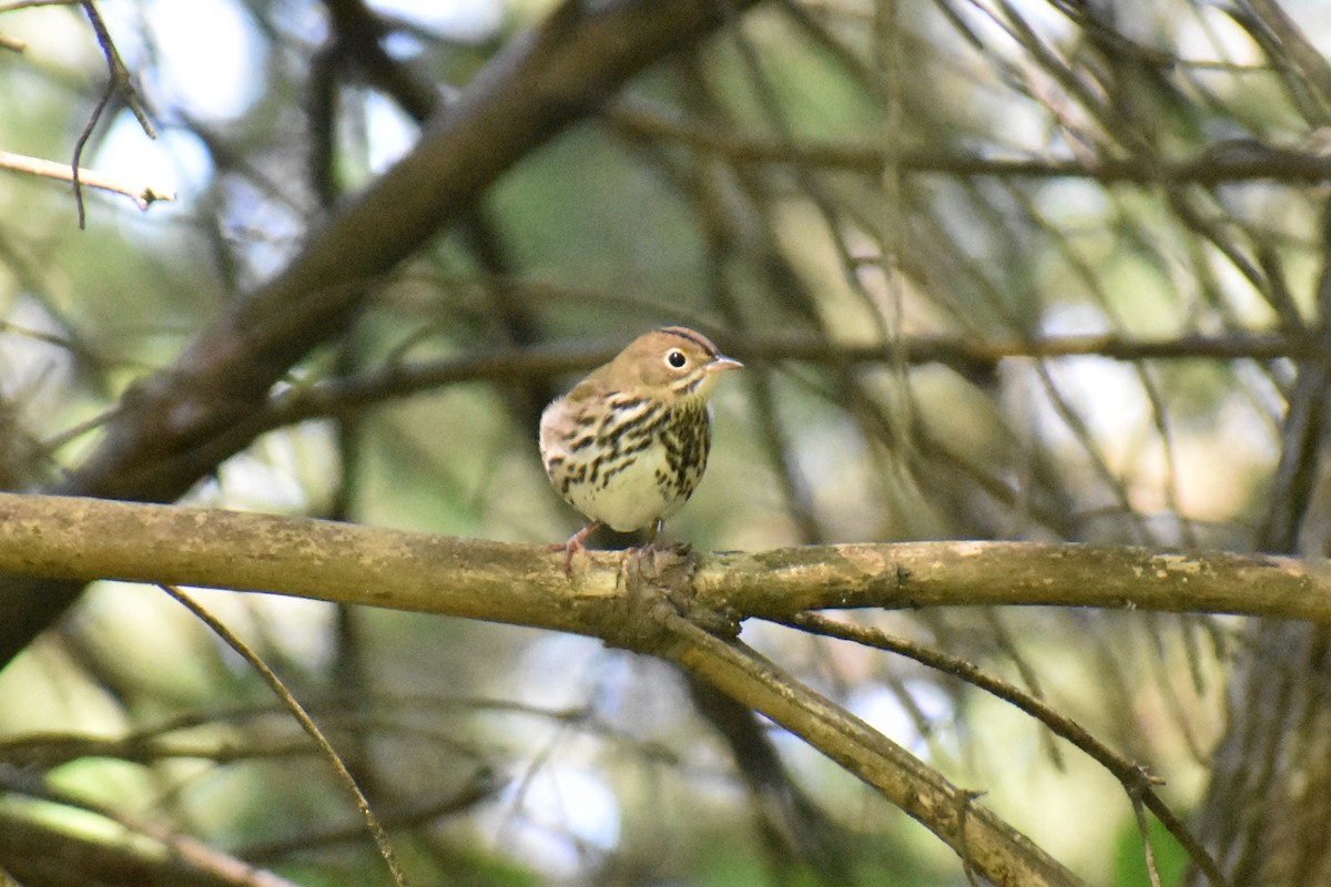 Ovenbird - ML623399098