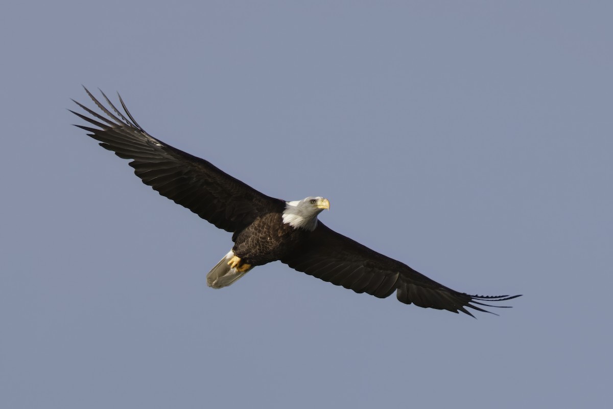 Bald Eagle - ML623399099