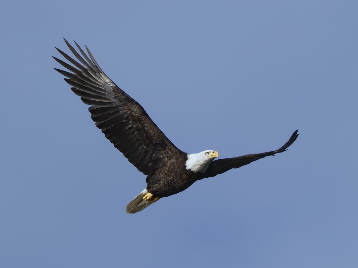 Bald Eagle - ML623399100