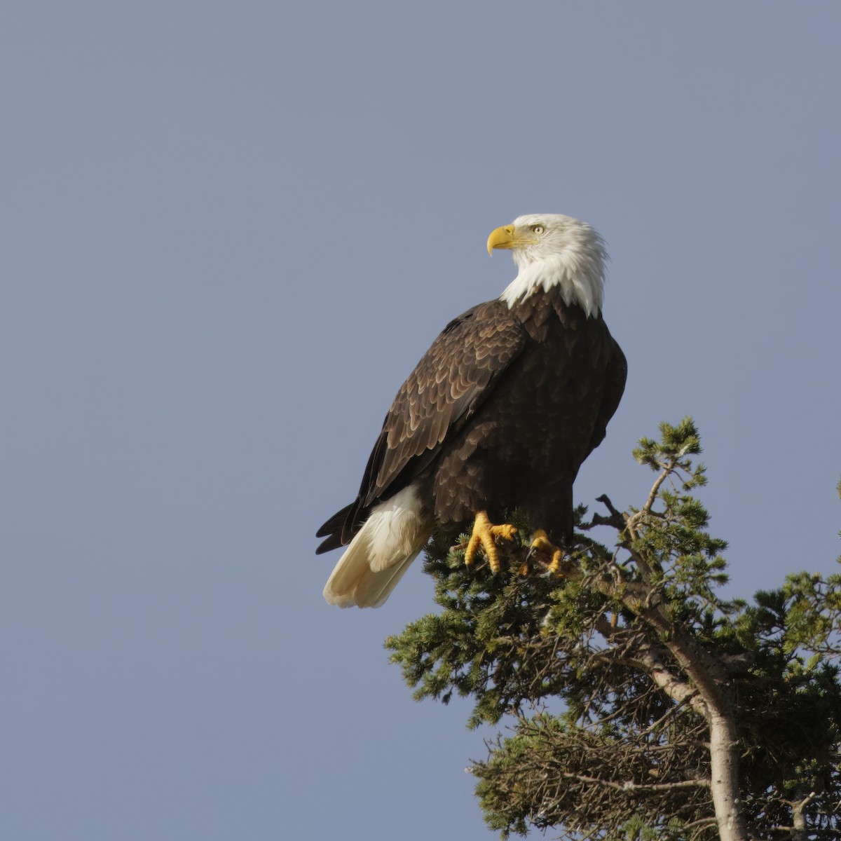 Weißkopf-Seeadler - ML623399101