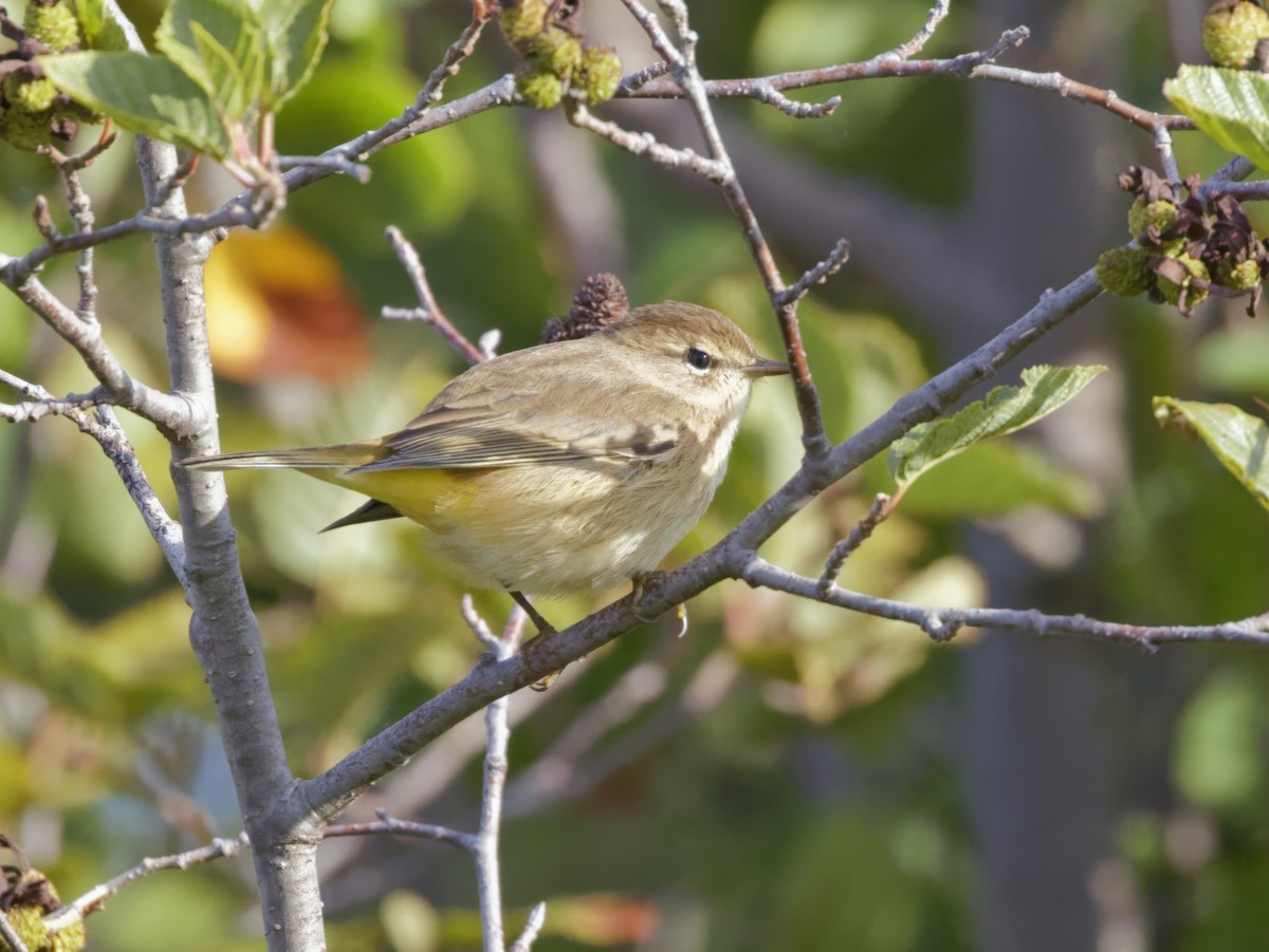 Palm Warbler - ML623399108