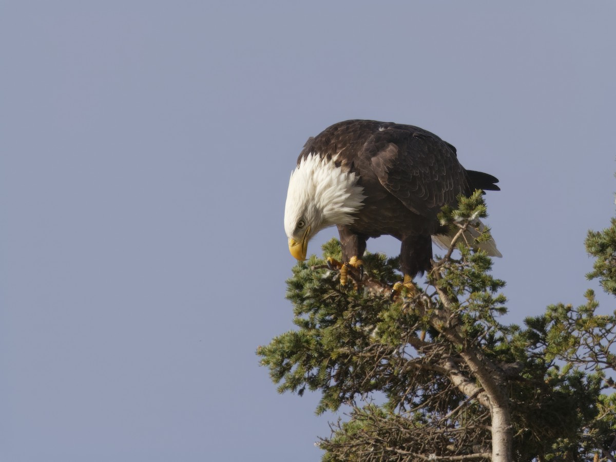 Weißkopf-Seeadler - ML623399114