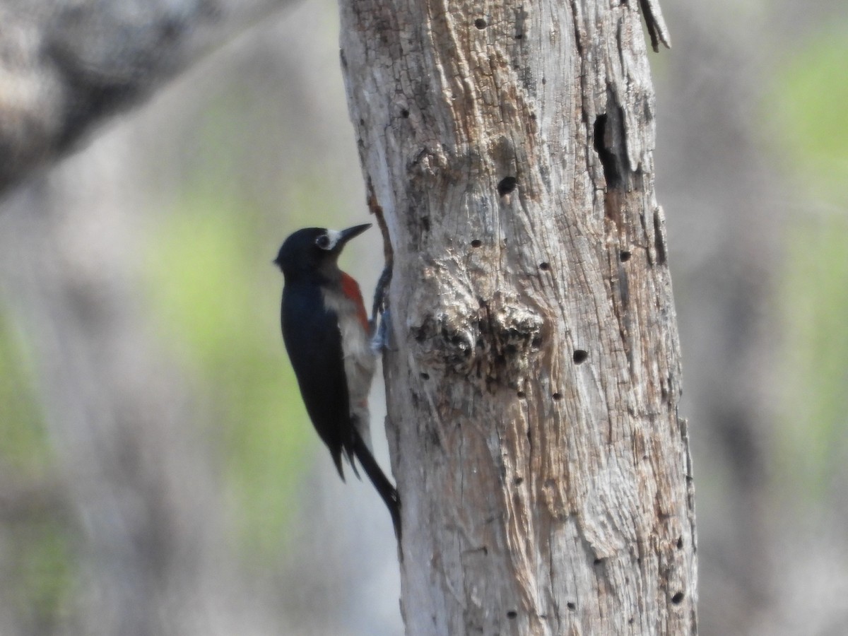 Puerto Rican Woodpecker - Edwin A Betancourt