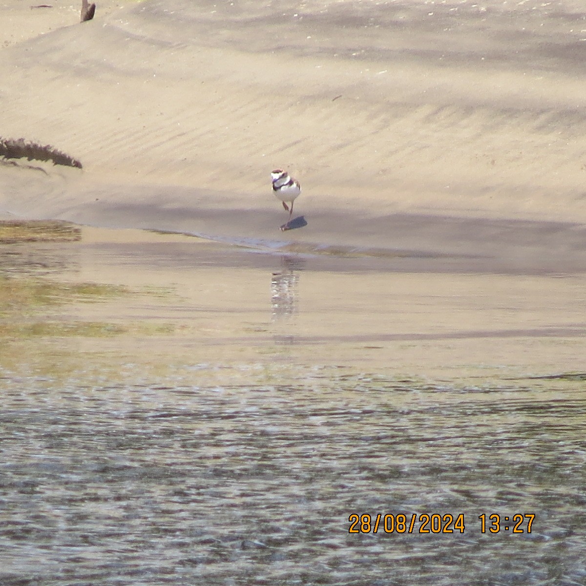 Collared Plover - Gary Bletsch