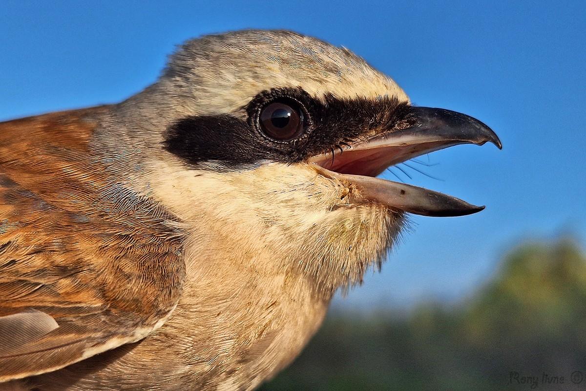 Red-backed Shrike - ML623399194