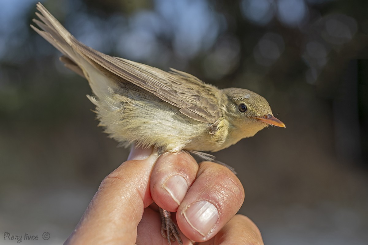 Icterine Warbler - ML623399204