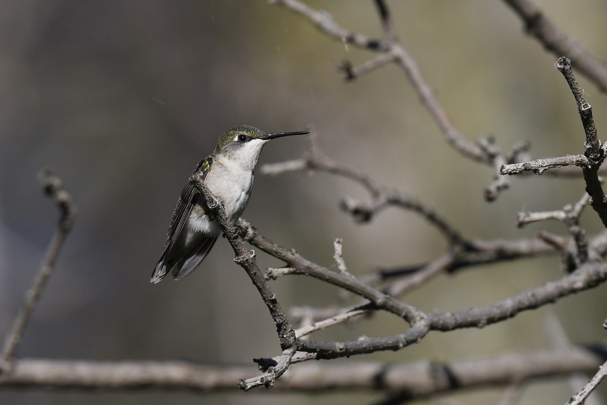 Colibri à gorge rubis - ML623399245