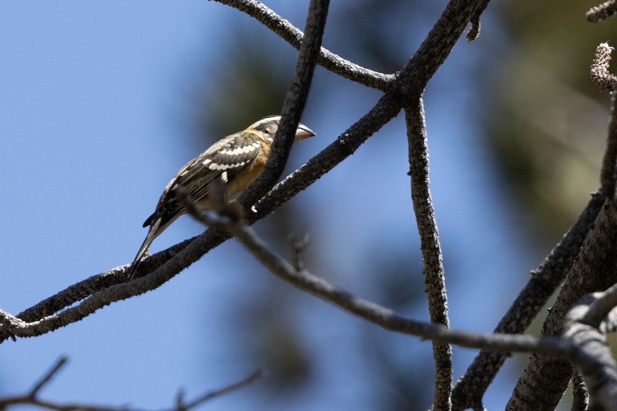 Black-headed Grosbeak - ML623399276