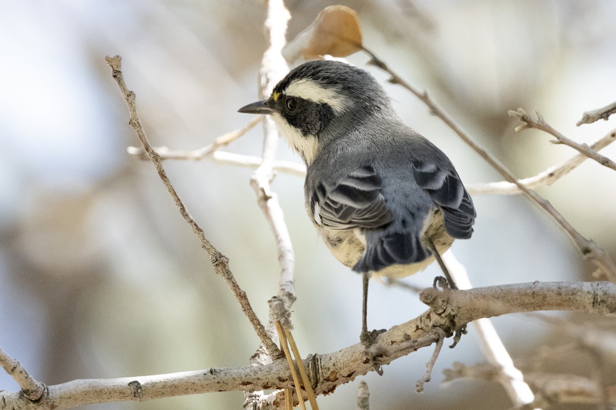 Black-throated Gray Warbler - Ted Keyel