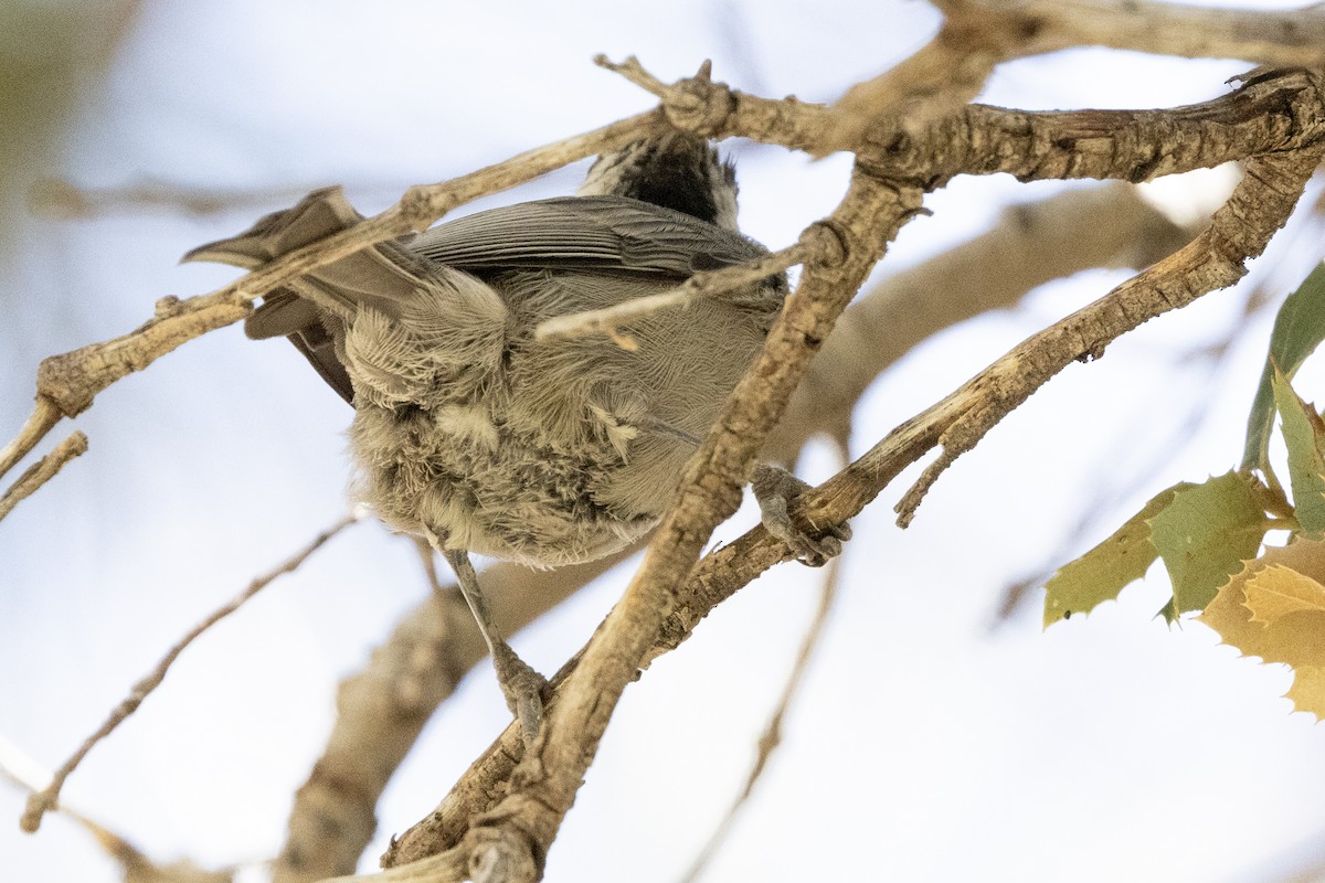 Mountain Chickadee - ML623399281