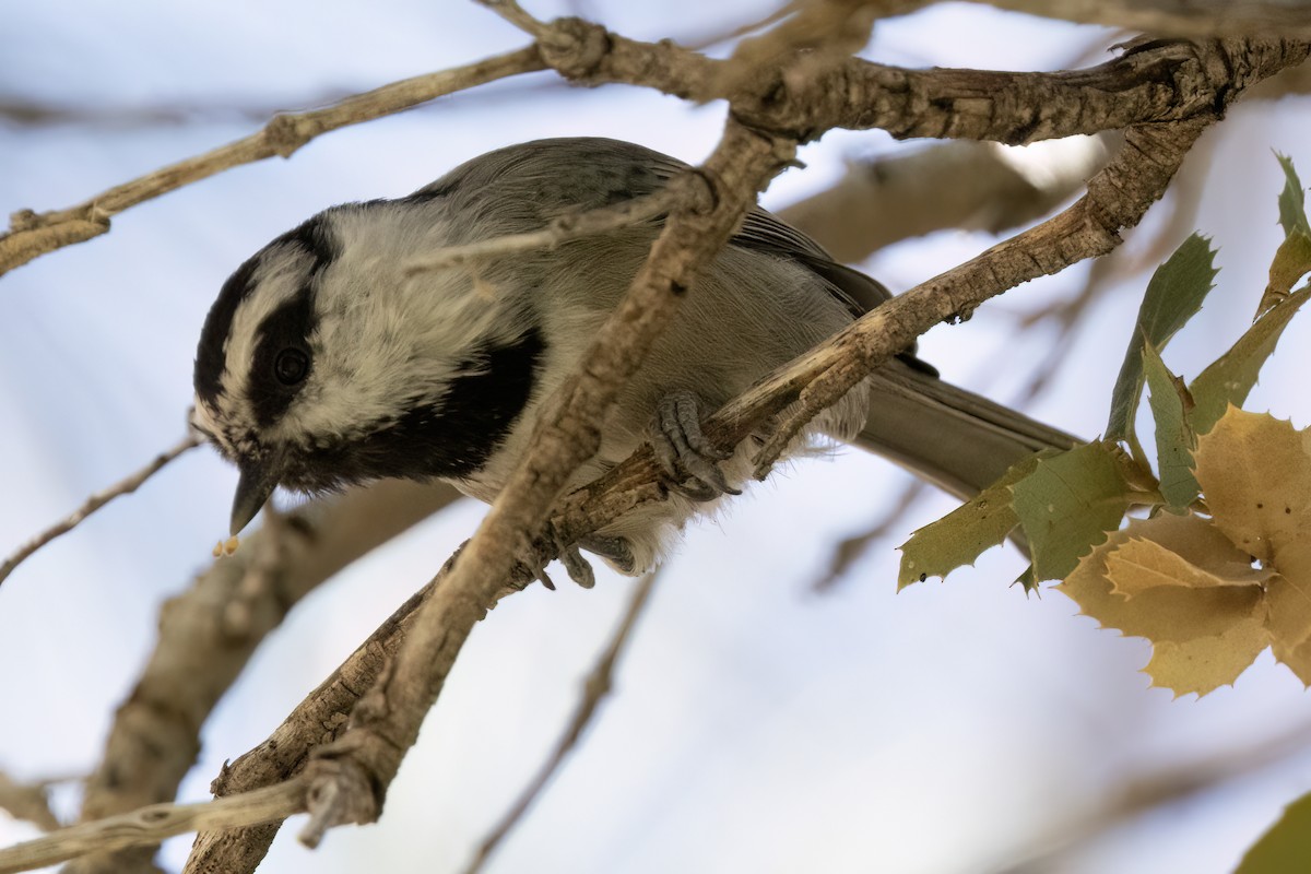 Mountain Chickadee - ML623399282