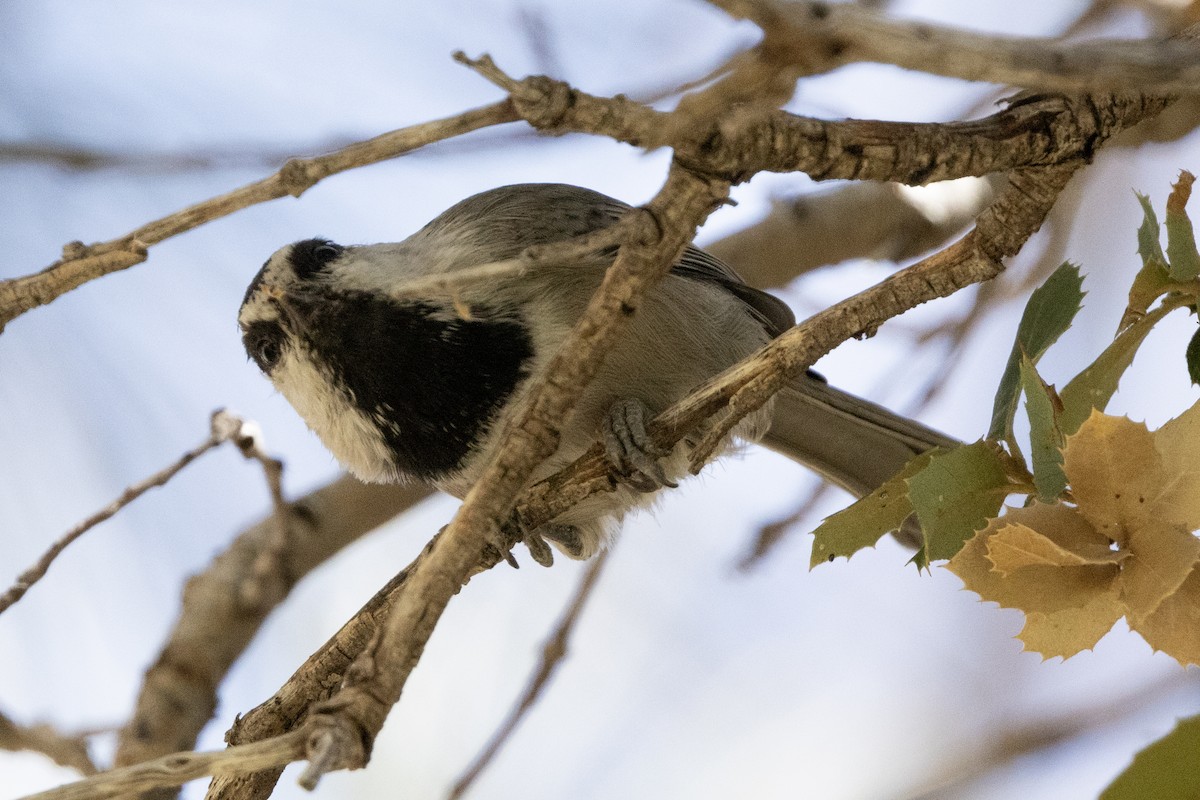 Mountain Chickadee - ML623399283