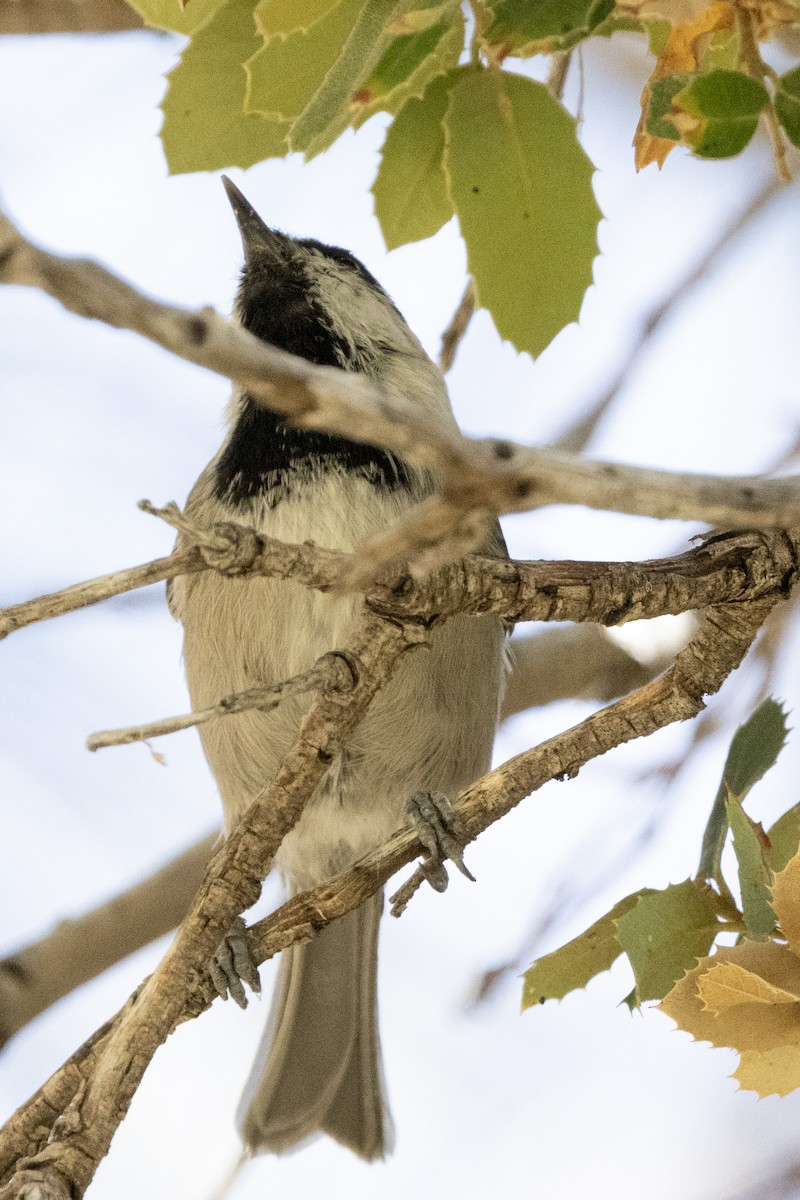 Mountain Chickadee - ML623399284