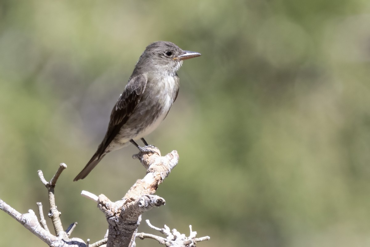 Olive-sided Flycatcher - ML623399294