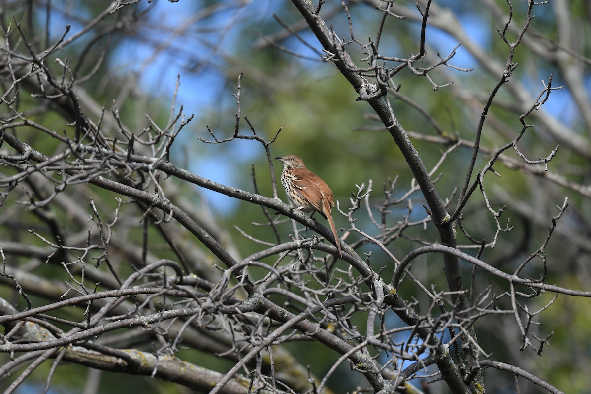 Brown Thrasher - ML623399329