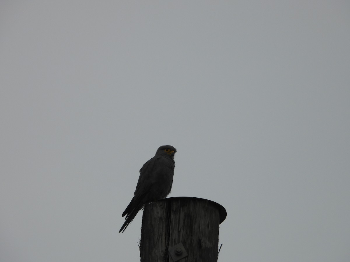 Gray Kestrel - ML623399343