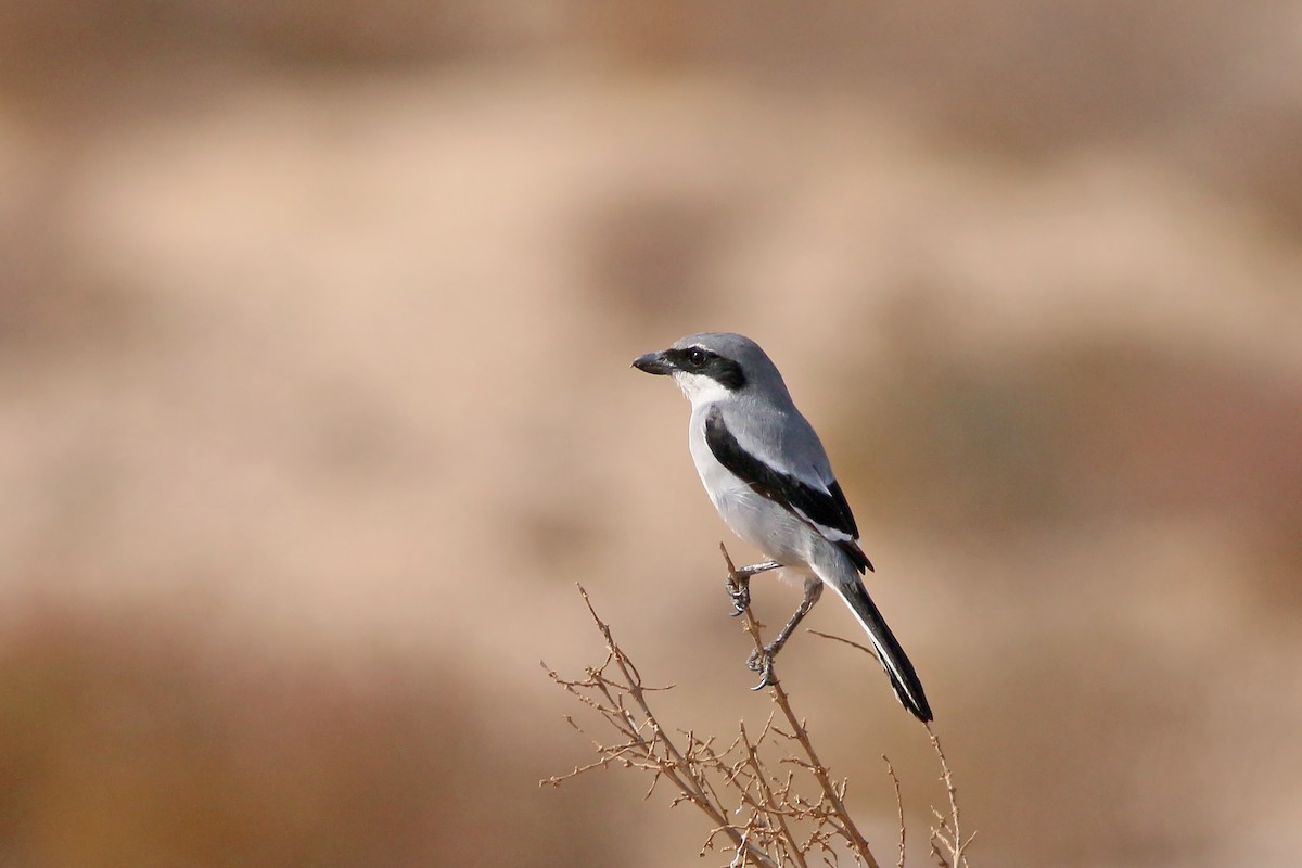 Great Gray Shrike - ML623399373