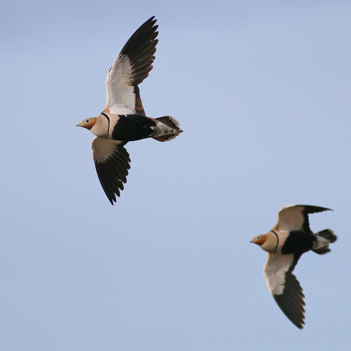 Black-bellied Sandgrouse - ML623399392