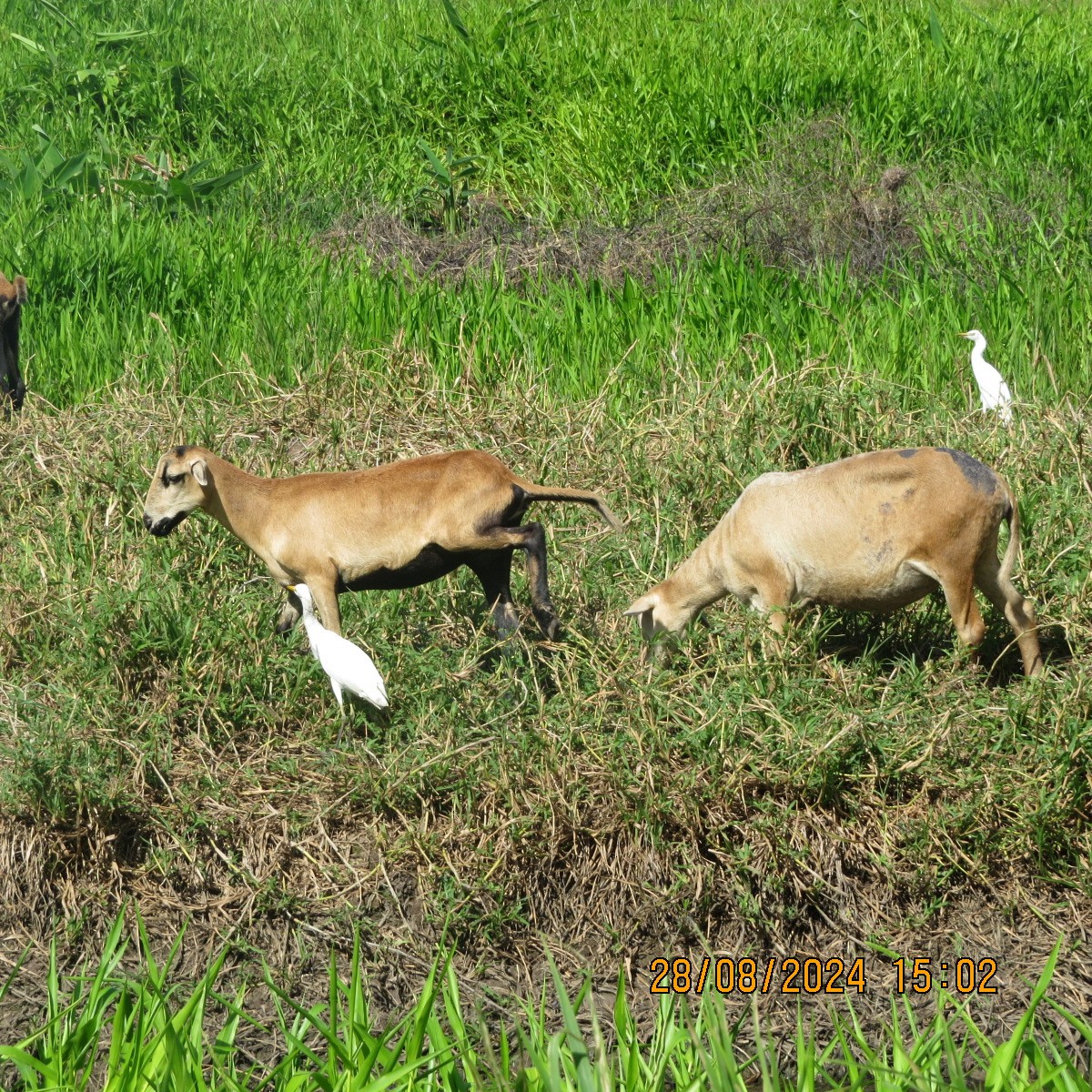 ニシアマサギ - ML623399393