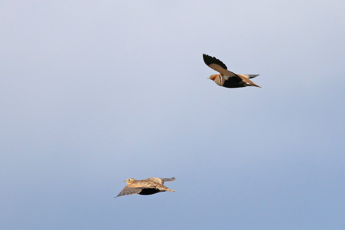 Black-bellied Sandgrouse - ML623399394